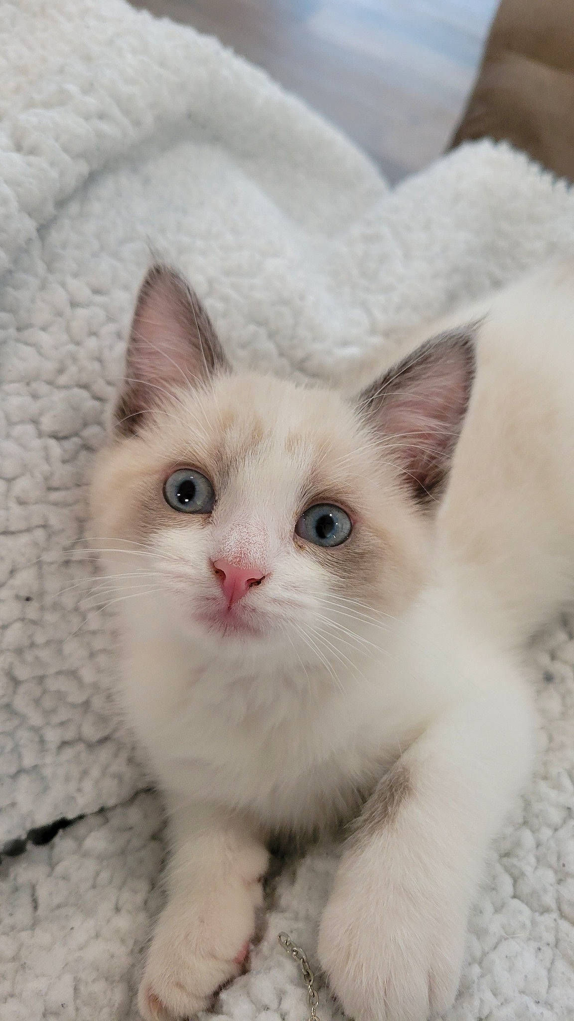 Cirilla is registered to the contest to win money with this photo: carnivore, cat, domestic_short_haired_cat, fawn, felidae, fur, paw, pet_supply, small_to_medium_sized_cats, snout, tail, terrestrial_animal, vehicle_registration_plate, whiskers