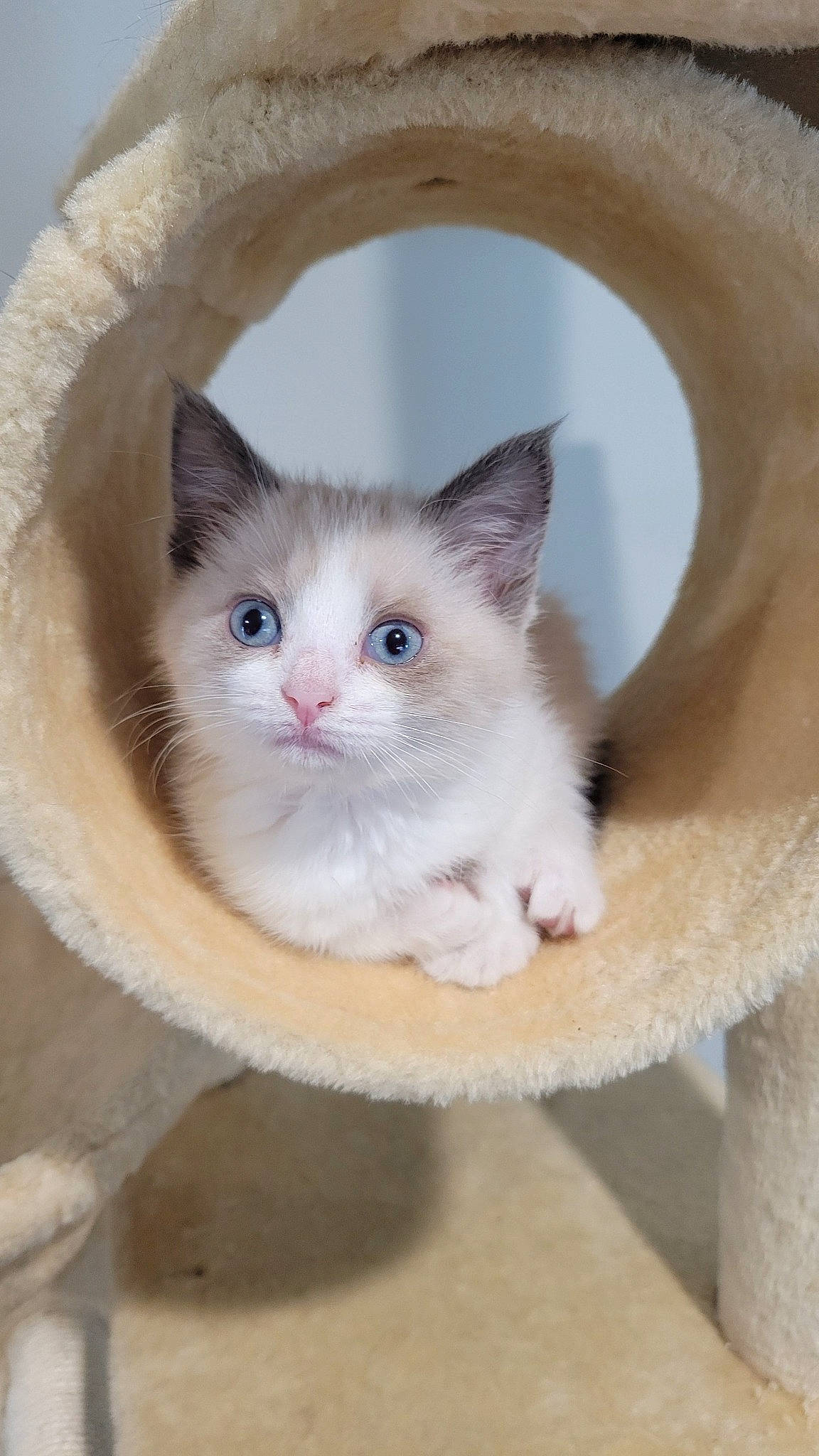 Cirilla is registered to the contest to win money with this photo: birman, box, carnivore, cat, cat_supply, comfort, domestic_short_haired_cat, fawn, felidae, fur, paw, pet_supply, small_to_medium_sized_cats, snout, tail, whiskers, wood