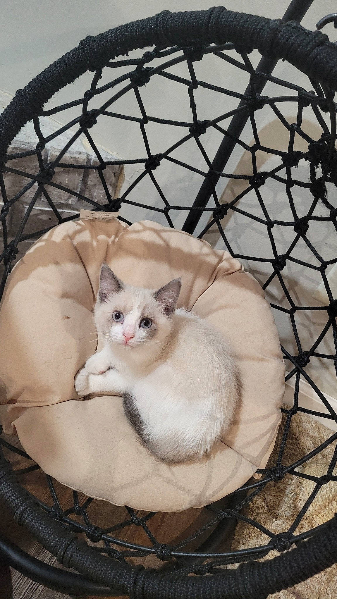 Cirilla is registered to the contest to win money with this photo: animal_shelter, carnivore, cat, cat_bed, cat_supply, comfort, domestic_short_haired_cat, fawn, felidae, fur, mammal, mesh, metal, nap, paw, pet_supply, small_to_medium_sized_cats, snout, tail, whiskers