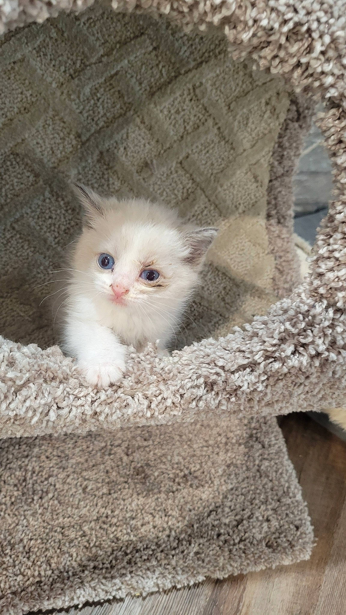 Cirilla joined the competition — help win amazing prizes! british_longhair, carnivore, cat, claw, domestic_short_haired_cat, fawn, felidae, fur, paw, small_to_medium_sized_cats, tail, terrestrial_animal, whiskers, wood, wool, woven_fabric