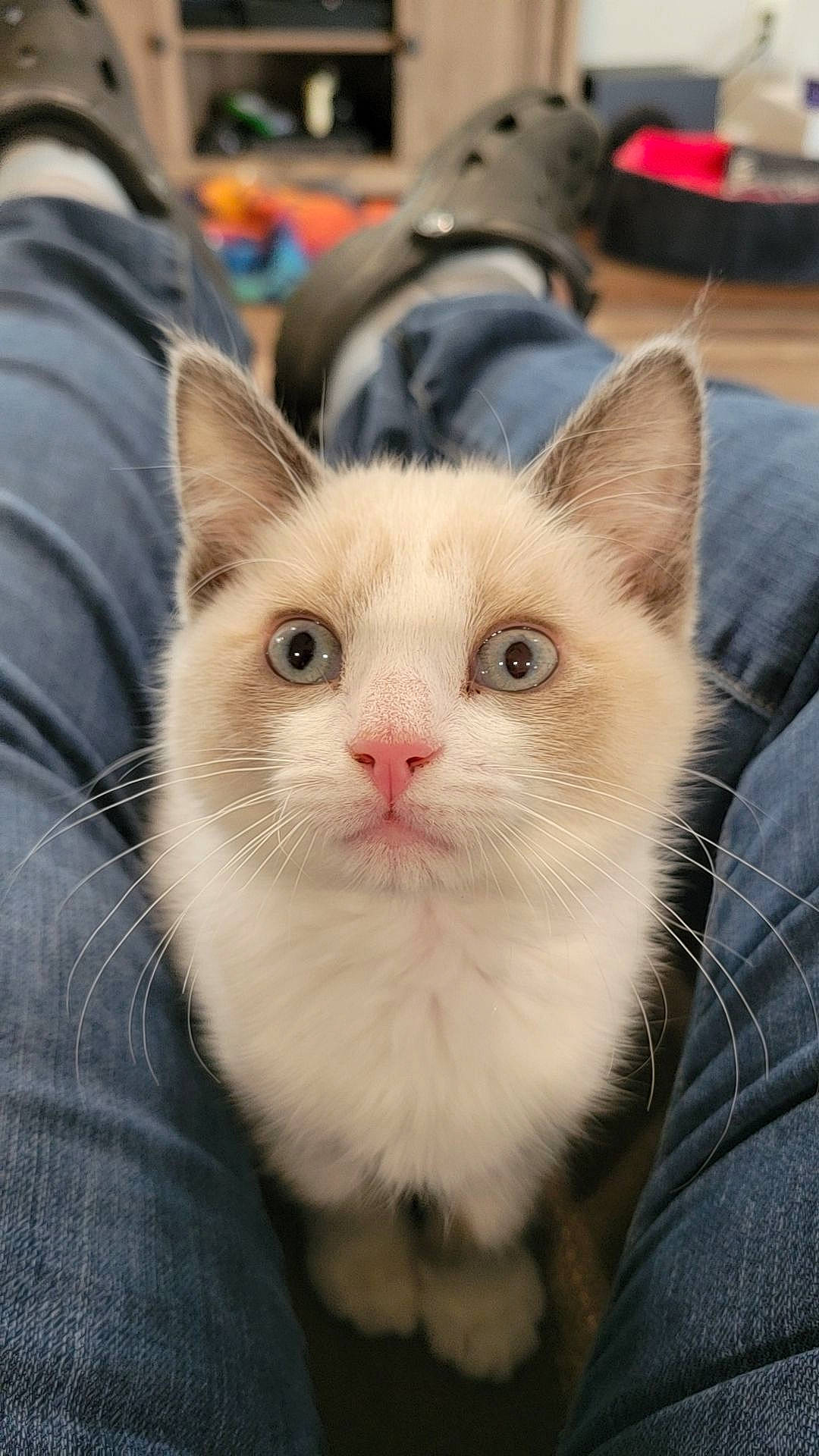 Cirilla joined the competition — help win amazing prizes! box, carnivore, cat, denim, domestic_short_haired_cat, fawn, felidae, fur, iris, paw, small_to_medium_sized_cats, snout, whiskers