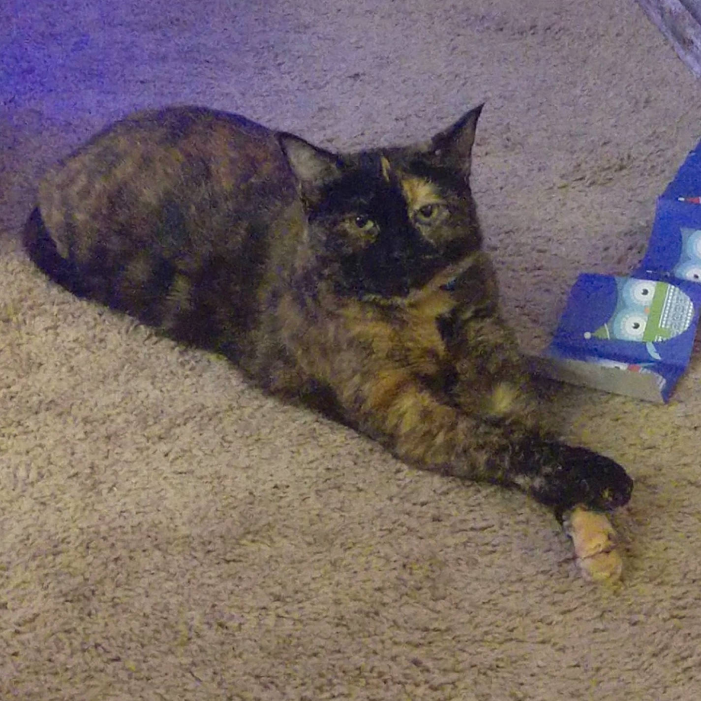 Autumn is registered to the contest to win money with this photo: carnivore, cat, claw, comfort, domestic_short_haired_cat, felidae, flooring, fur, nap, paw, sitting, small_to_medium_sized_cats, snout, tail, terrestrial_animal, whiskers