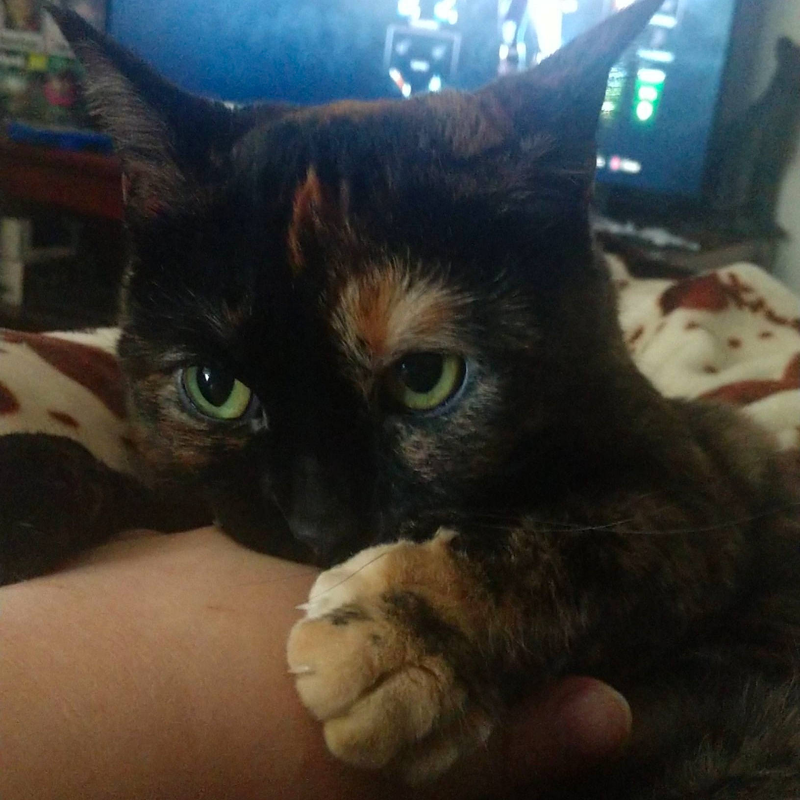 Autumn joined the competition — help win amazing prizes! black_cat, carnivore, cat, claw, cloud, comfort, domestic_short_haired_cat, ear, electric_blue, felidae, fur, paw, sitting, sky, small_to_medium_sized_cats, snout, square, tail, television, whiskers