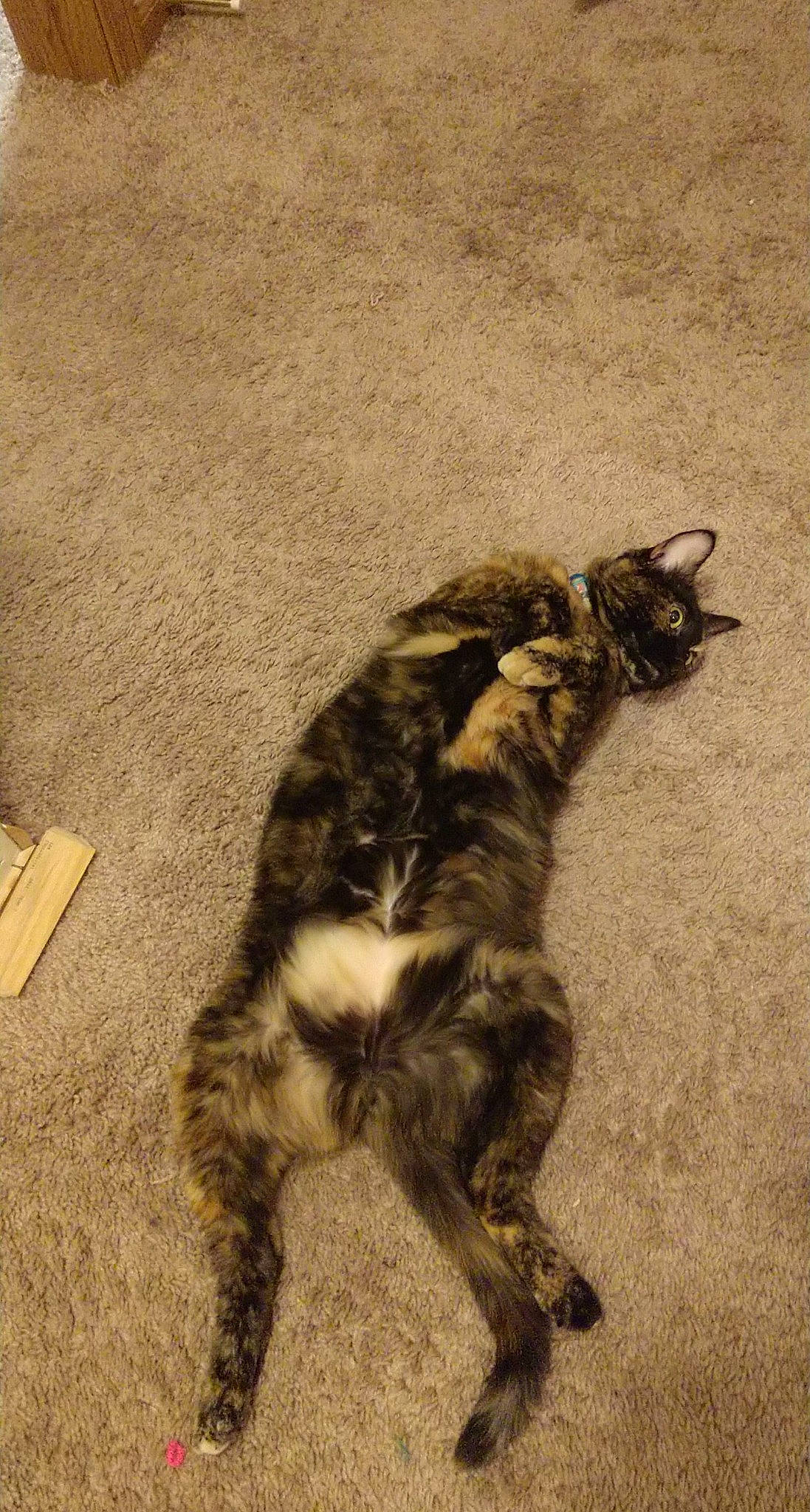 Autumn is registered to the contest to win money with this photo: art, canidae, carnivore, cat, claw, dog_breed, domestic_short_haired_cat, felidae, flooring, fur, paw, shadow, small_to_medium_sized_cats, snout, soil, tail, terrestrial_animal, whiskers, wood