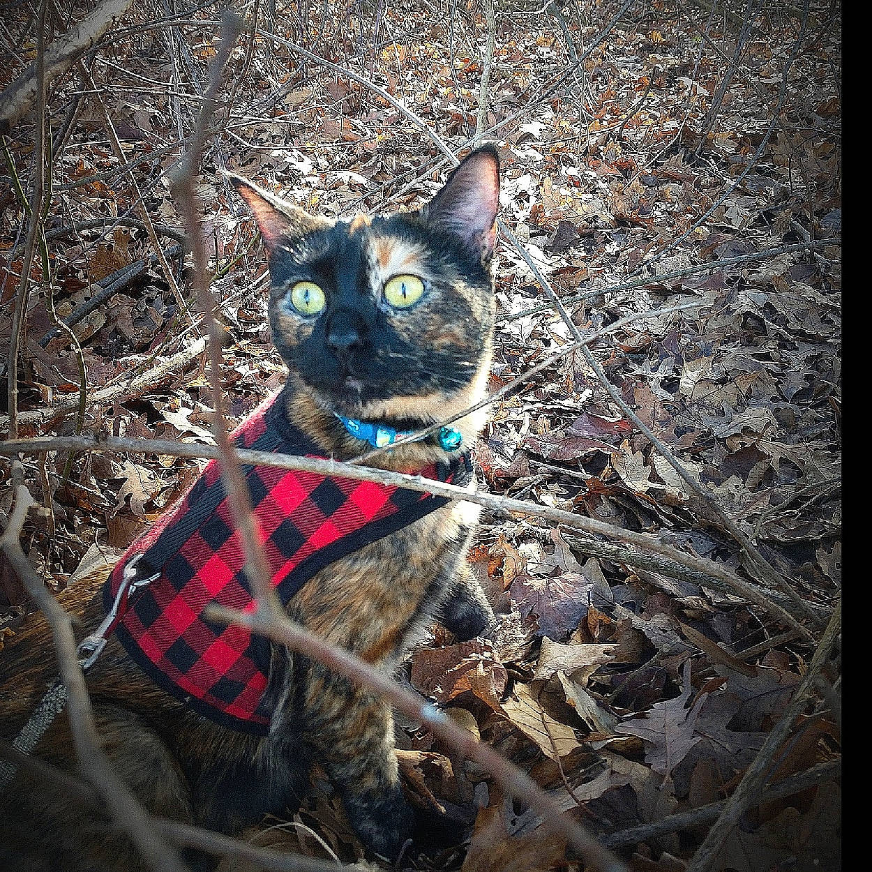 Autumn is registered to the contest to win money with this photo: art, black_cat, carnivore, cat, darkness, domestic_short_haired_cat, electric_blue, felidae, fur, grass, organism, pattern, shadow, small_to_medium_sized_cats, soil, terrestrial_animal, tints_and_shades, visual_arts, whiskers, wood