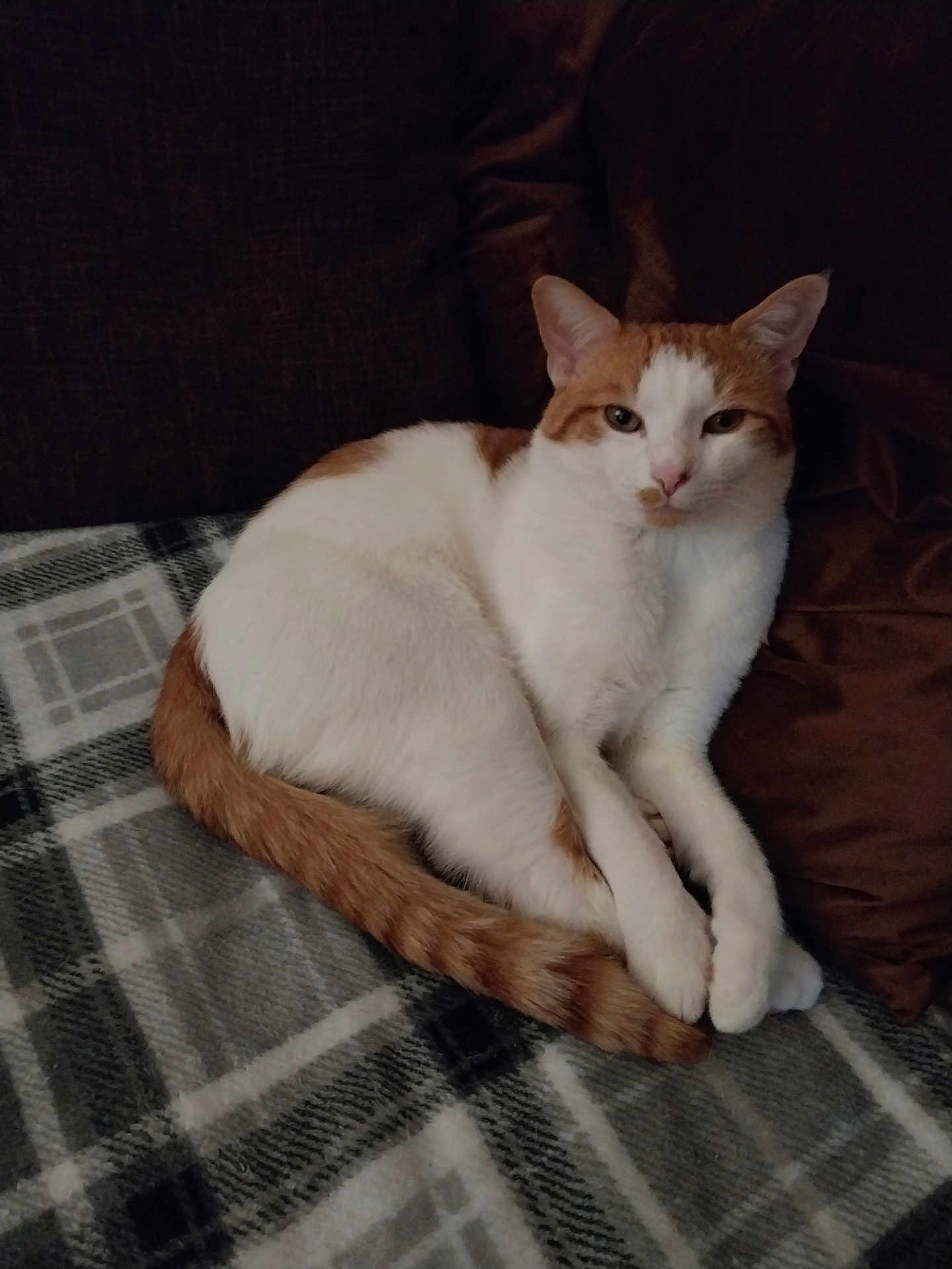 Lil Man joined the competition — help win amazing prizes! cat, orange_and_white, feline, pet, domestic_animal, animal, indoor, blanket, plaid, cushion, resting, relaxed, fur, tail, ears, whiskers, cute, cozy, mammal, sleepy