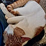cat, sleeping, orange_fur, white_fur, pet, animal, lap, human_leg, relaxation, indoor, fur, whiskers, paw, cozy, resting, domestic_cat, closeup, cute, companion, comfort