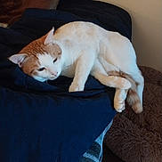 Lil Man is registered to the contest to win money with this photo: cat, orange_and_white_cat, resting, blanket, bed, pillow, furniture, indoor, cozy, pet, fur, domestic_animal, relaxed, sleepy, soft_lighting, brown_pillow, blue_blanket, plush_bed, animal, comfort