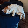 cat, orange_and_white_cat, resting, blanket, bed, pillow, furniture, indoor, cozy, pet, fur, domestic_animal, relaxed, sleepy, soft_lighting, brown_pillow, blue_blanket, plush_bed, animal, comfort