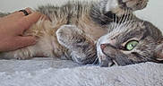 Noisette a rejoint le concours — aidez-le/la à gagner de superbes lots ! animal, blanket, cat, close_up, cute, domestic_animal, fur, furry, green_eyes, hand, indoor, lying_down, paw, pet, playful, relaxed, resting, soft_texture, tabby, whiskers