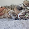 animal, blanket, cat, close_up, cute, domestic_animal, fur, furry, green_eyes, hand, indoor, lying_down, paw, pet, playful, relaxed, resting, soft_texture, tabby, whiskers