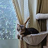 Noisette participe au concours pour gagner de l'argent avec cette photo : cat, cat_tree, cozy, curtain, daylight, domestic_animal, feline, fur, greenery, hammock, houseplant, indoor, lace_curtain, looking, pet, plant, relaxed, resting, tabby_cat, window
