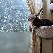 Noisette a rejoint le concours — aidez-le/la à gagner de superbes lots ! animal, cat, cozy, curtain, daylight, domestic, fluffy, furniture, greenery, hammock, household, indoor, lace, looking_out, pet, relaxing, resting, screen, tabby_cat, window