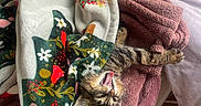Oscar joined the competition — help win amazing prizes! kitten, blanket, yawning, stretching, bed, towel, floral_pattern, cozy, indoor, feline, cute, sleepy, soft_texture, animal, pet, resting, colorful, warm_lighting, comfort, nap