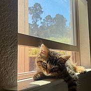 Oscar joined the competition — help win amazing prizes! cat, kitten, tabby, windowsill, window, sunlight, indoor, pet, relaxing, paw, feline, animal, daylight, screen_window, curtain, resting, young_cat, household, cozy, domestic