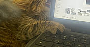 Oscar joined the competition — help win amazing prizes! animal, bite, cat, couch, cozy, curious, furniture, home, indoor, keyboard, kitten, laptop, living_room, paw, pet, playful, screen, tabby, technology, young_cat