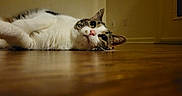 Cuddles joined the competition — help win amazing prizes! cat, animal, pet, indoor, wooden_floor, lying_down, relaxed, curious, close_up, feline, whiskers, ears, floor, domestic, house, room, wall, window, quiet, cozy