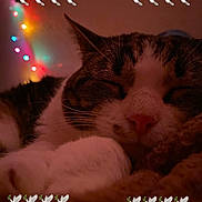 Cuddles joined the competition — help win amazing prizes! cat, sleeping, close_up, indoor, cozy, string_lights, colorful_lights, whiskers, nose, paw, brown, white, fur, relaxing, cute, peaceful, animal, pet, emoji_overlay, soft_lighting