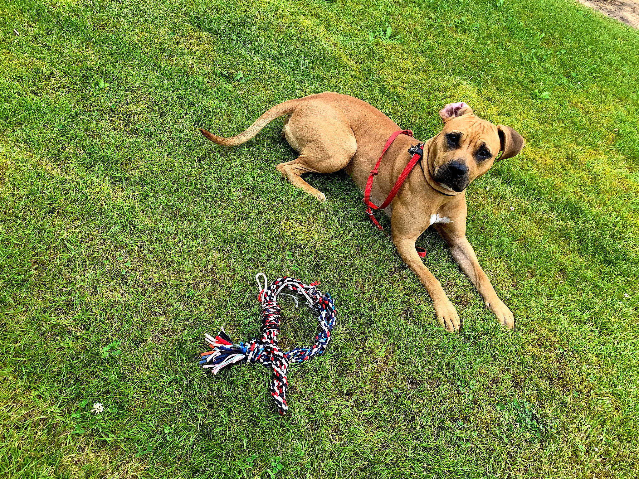 Ava joined the competition — help win amazing prizes! carnivore, collar, companion_dog, dog, dog_breed, dog_collar, dog_supply, fashion_accessory, fawn, grass, grassland, groundcover, lawn, leash, people_in_nature, pet_supply, plant, tail, working_animal, working_dog