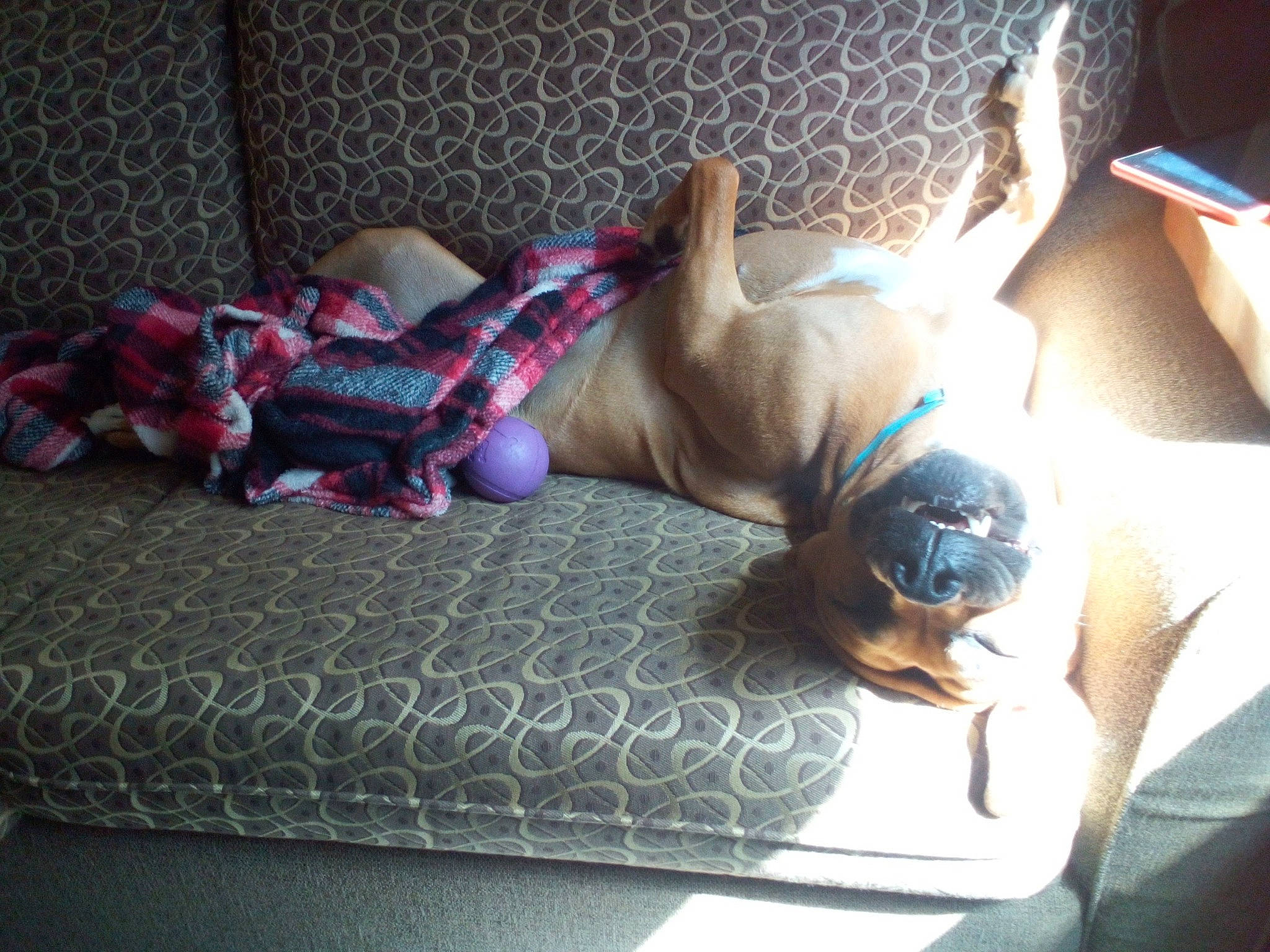 Ava joined the competition — help win amazing prizes! bed, carmine, carnivore, comfort, companion_dog, couch, dog, dog_breed, dog_supply, fawn, flooring, fur, human_leg, linens, magenta, nap, room, sporting_group, tail, toy_dog