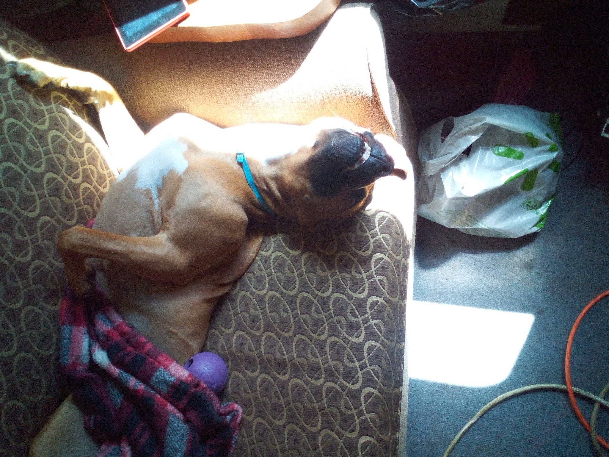 Ava joined the competition — help win amazing prizes! canidae, carnivore, collar, comfort, companion_dog, dog, dog_breed, dog_collar, dog_supply, fawn, flooring, fur, linens, liver, pet_supply, snout, sporting_group, tail, toy_dog, working_animal