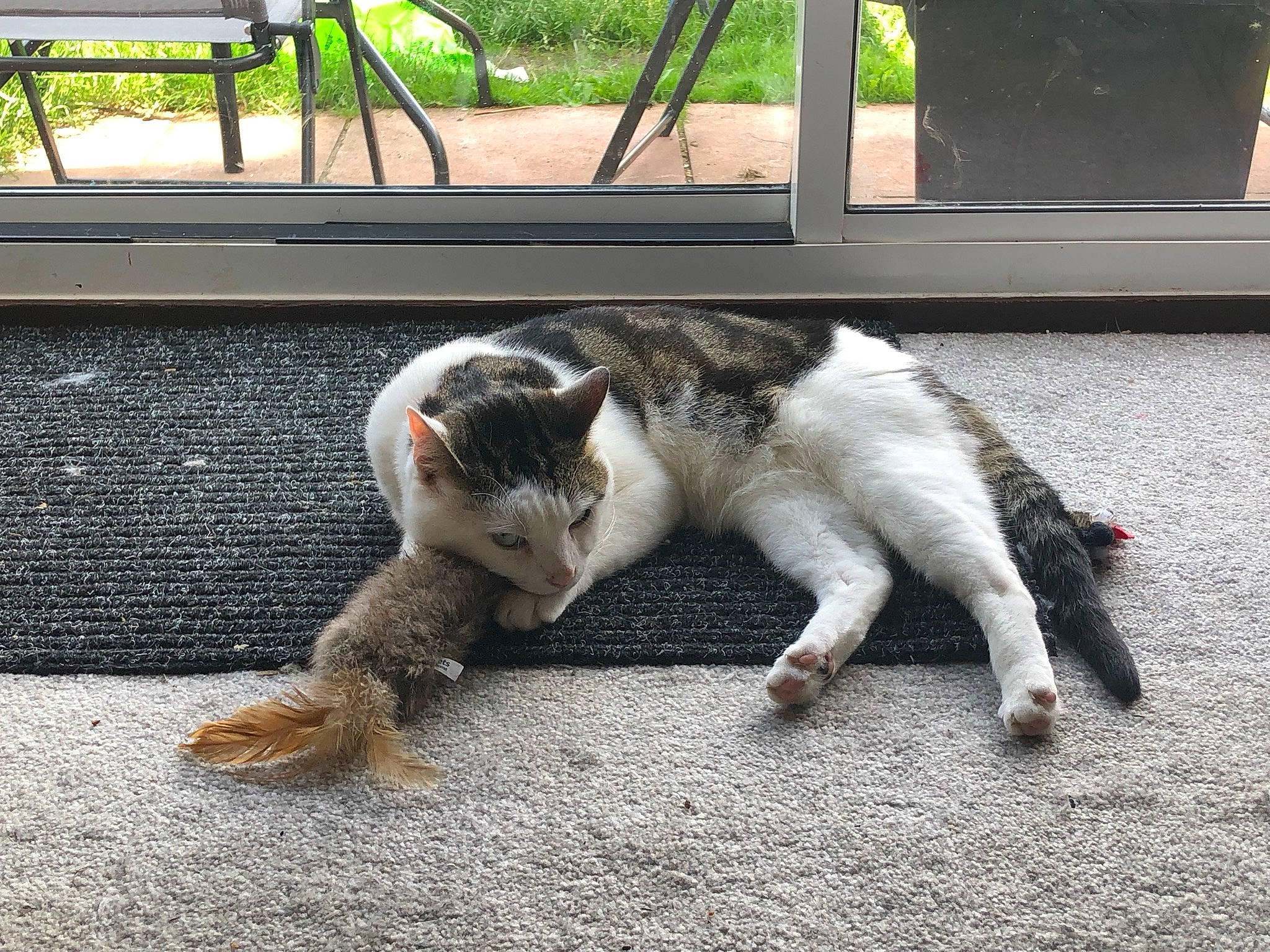 Yoshi is registered to the contest to win money with this photo: asphalt, bench, canidae, carnivore, cat, claw, collar, domestic_short_haired_cat, felidae, fur, grass, green, paw, plant, road_surface, sidewalk, small_to_medium_sized_cats, snout, tail, whiskers