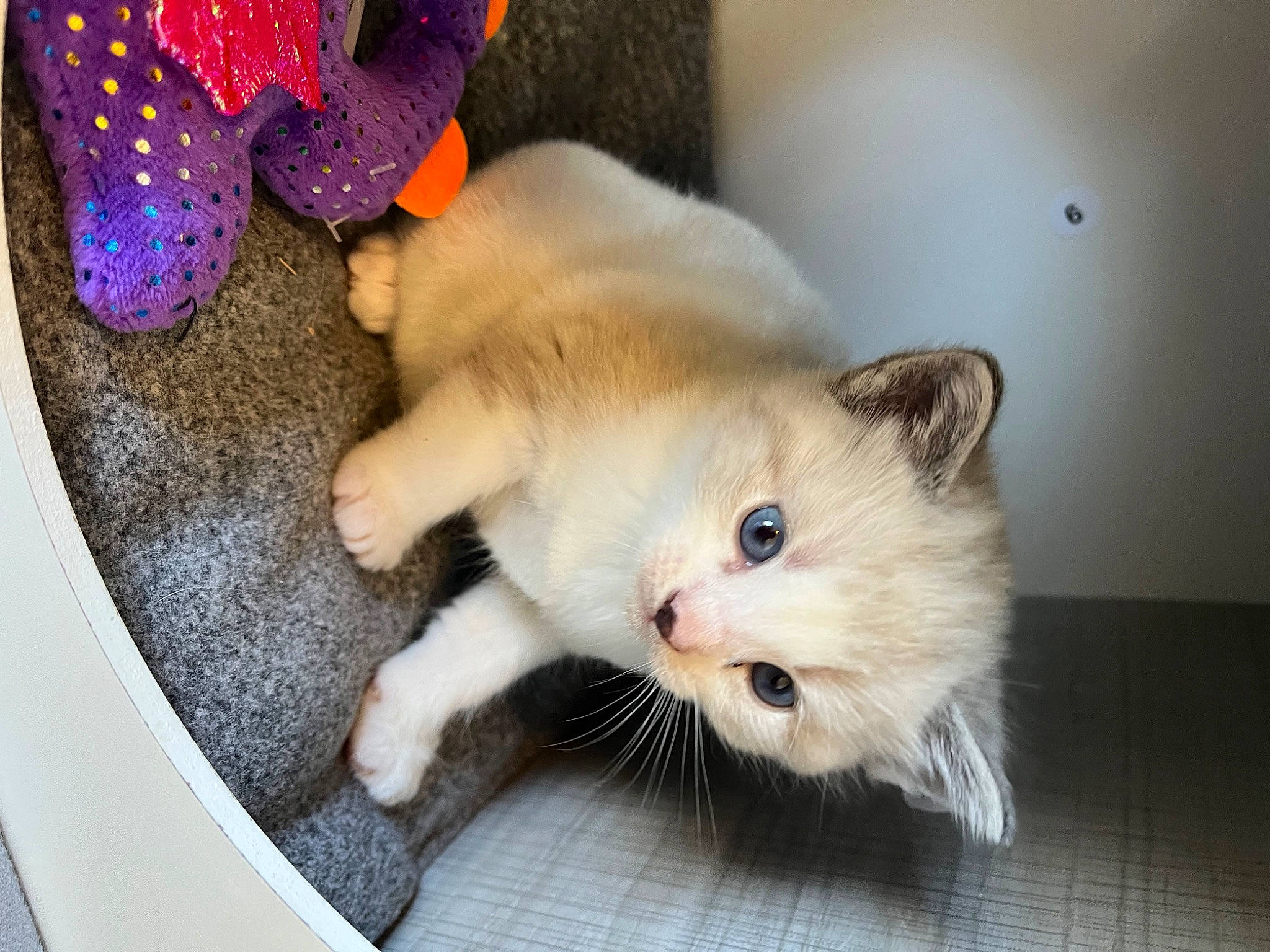 Bowser is registered to the contest to win money with this photo: carnivore, cat, claw, domestic_short_haired_cat, fawn, felidae, foot, fur, paw, small_to_medium_sized_cats, snout, stuffed_toy, tail, thai, whiskers