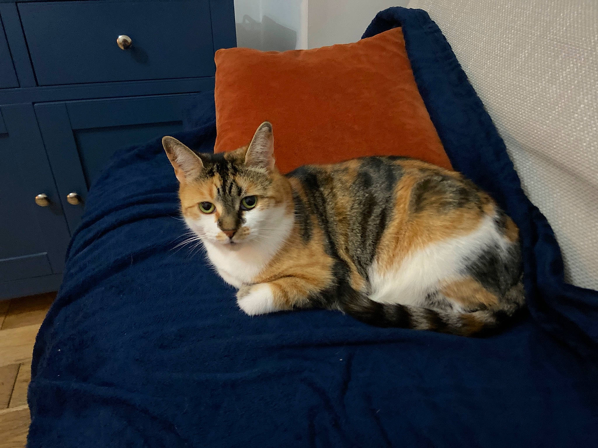 Autum joined the competition — help win amazing prizes! bedding, carnivore, cat, cat_supply, comfort, couch, domestic_short_haired_cat, door, felidae, fur, linens, paw, pet_supply, room, small_to_medium_sized_cats, snout, tail, whiskers, window, wood