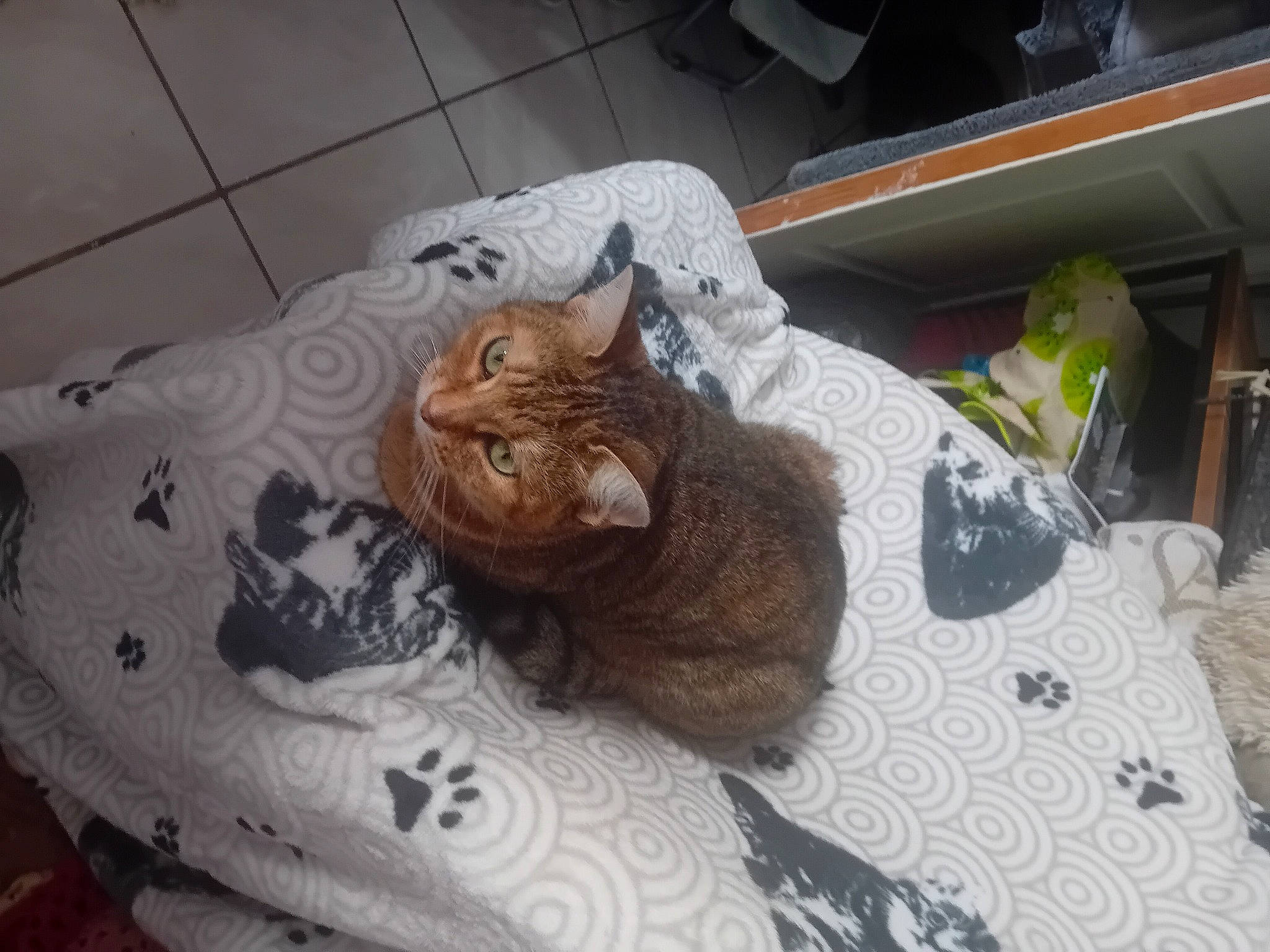 Nala participe au concours pour gagner de l'argent avec cette photo : bed, bedding, carnivore, cat, comfort, domestic_short_haired_cat, felidae, flooring, fur, grey, linens, nap, paw, shelf, small_to_medium_sized_cats, snout, tail, terrestrial_animal, whiskers