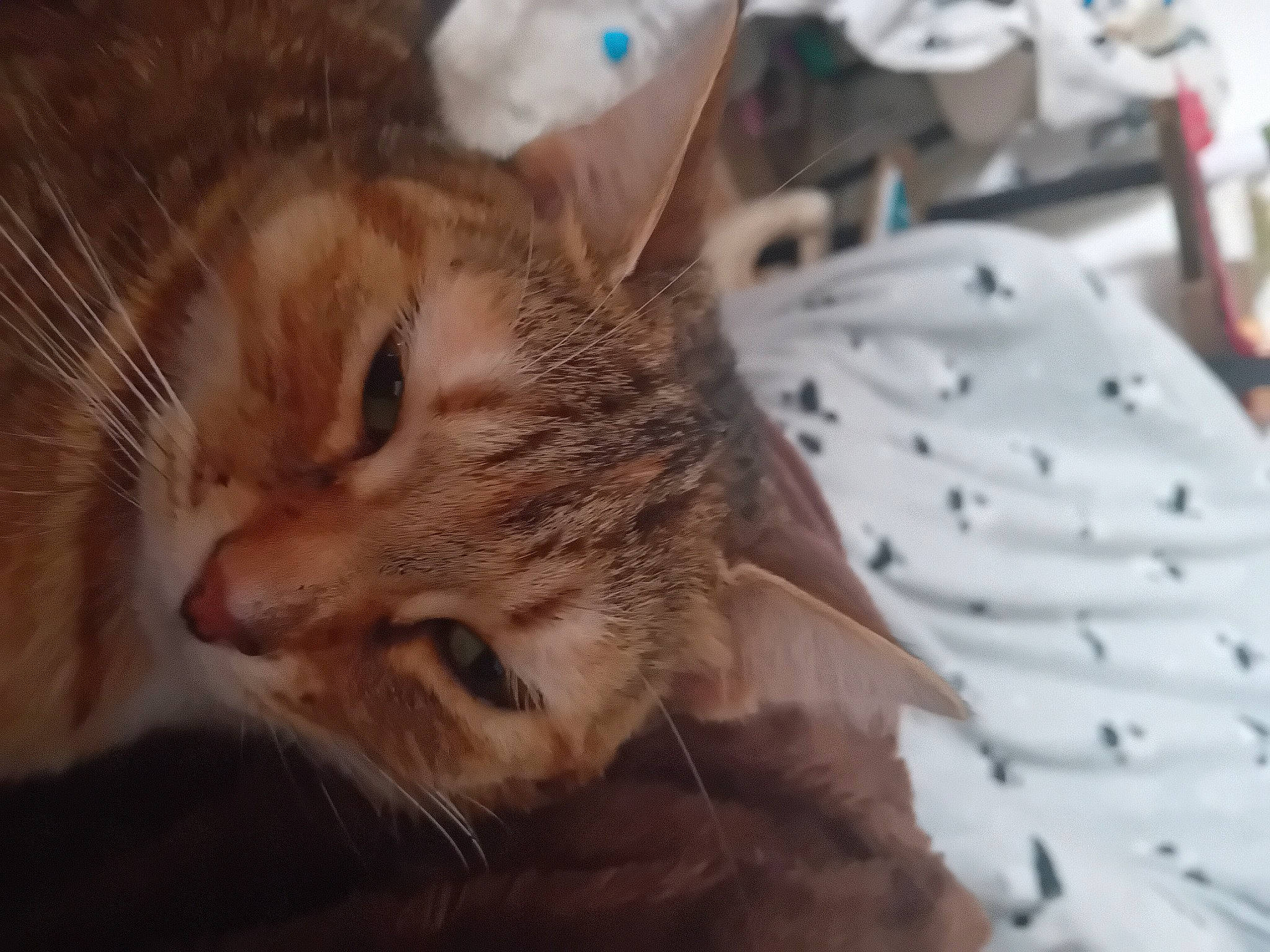 Nala a rejoint le concours — aidez-le/la à gagner de superbes lots ! carnivore, cat, claw, domestic_short_haired_cat, ear, fawn, felidae, fur, paw, small_to_medium_sized_cats, snout, tail, terrestrial_animal, whiskers, wildlife, window, wood