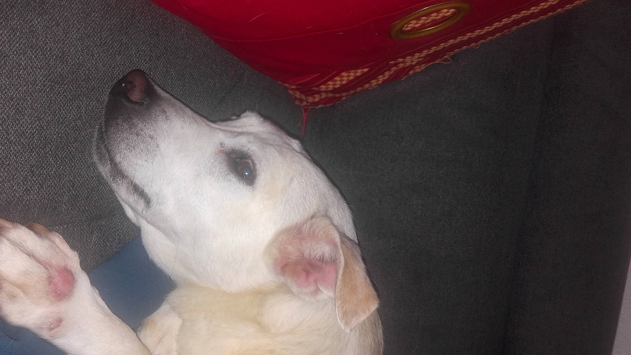 Fidji a rejoint le concours — aidez-le/la à gagner de superbes lots ! bull_terrier, canidae, carnivore, companion_dog, dog, dog_breed, dogo_argentino, ear, english_white_terrier, fawn, flesh, head, jaw, non_sporting_group, paw, snout, sporting_group, terrestrial_animal, whiskers, working_animal