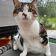 Ricotta a rejoint le concours — aidez-le/la à gagner de superbes lots ! animal, cat, chair, closeup, curious, domestic_cat, feline, fur, green_eyes, indoor, mesh, nature, outdoor_blur, pet, portrait, sitting, tabby, whiskers, white_fur, window
