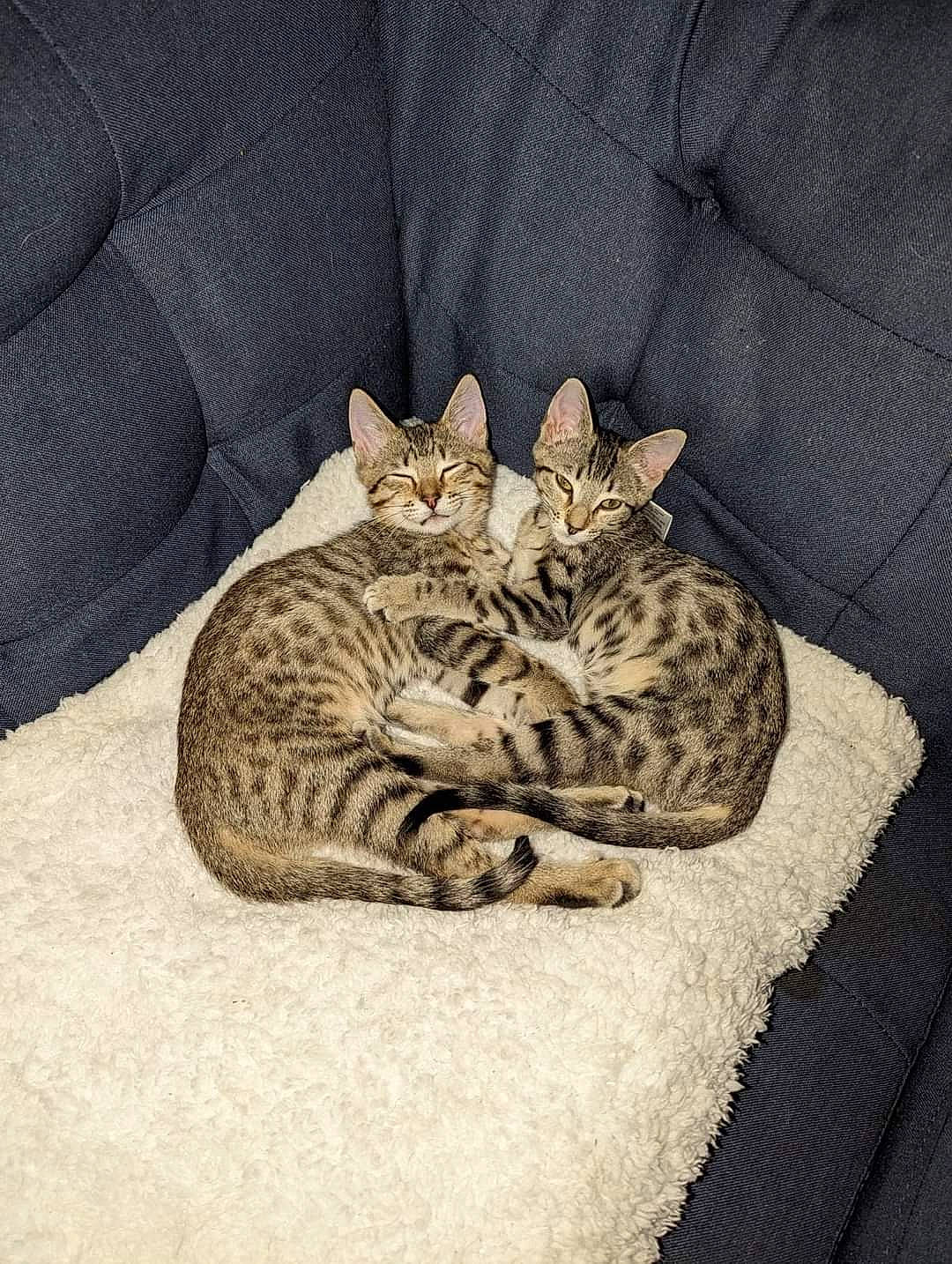 Zuko And Ahsoka joined the competition — help win amazing prizes! bedding, bored, carnivore, cat, cat_bed, cat_supply, comfort, domestic_short_haired_cat, felidae, fur, grey, linens, nap, pattern, paw, sleep, small_to_medium_sized_cats, snout, terrestrial_animal, whiskers