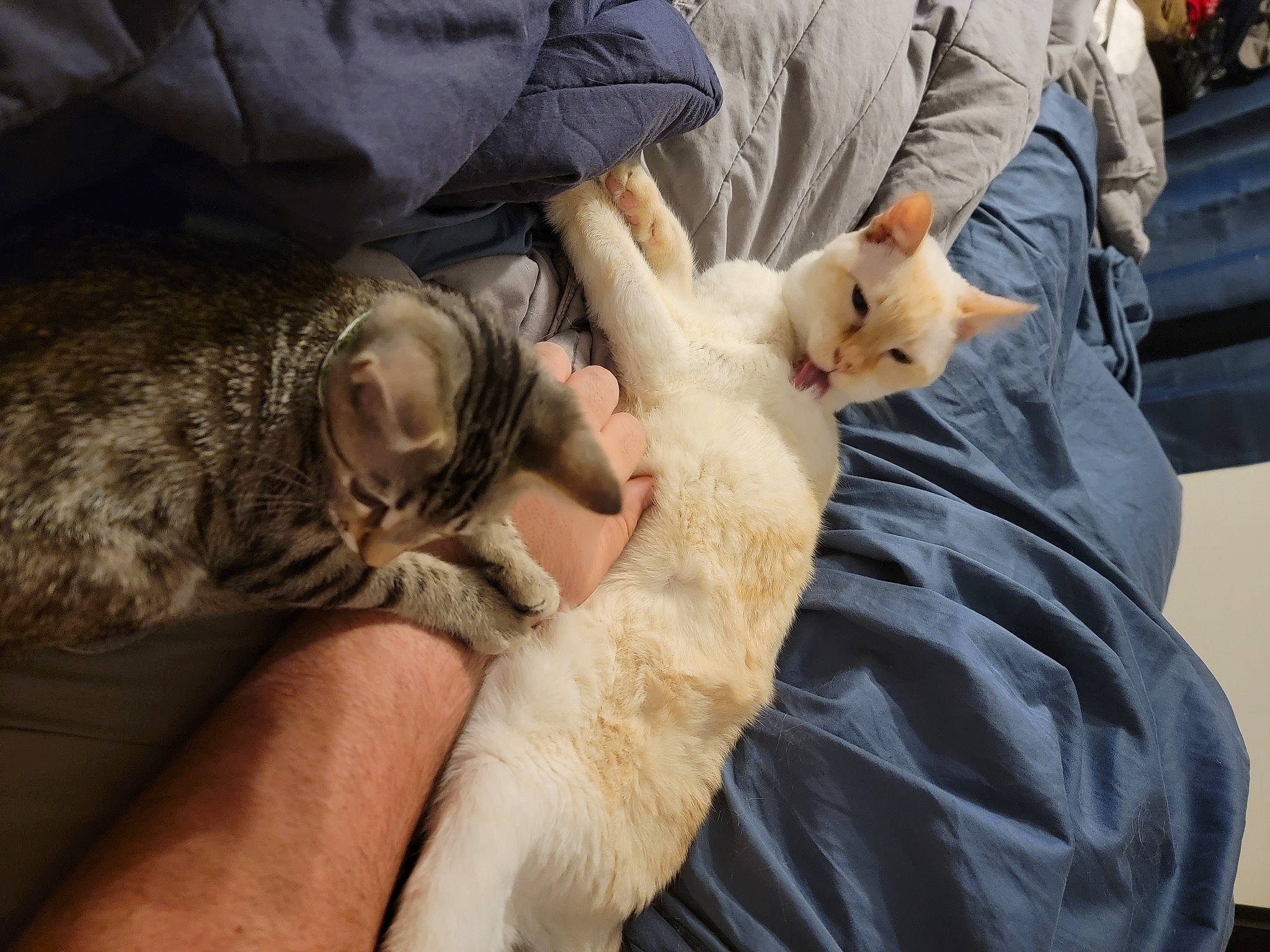 Zuko And Ahsoka is registered to the contest to win money with this photo: canidae, carnivore, cat, claw, comfort, companion_dog, domestic_short_haired_cat, fawn, felidae, flowerpot, fur, gesture, houseplant, lap, nail, paw, small_to_medium_sized_cats, vertebrate, whiskers