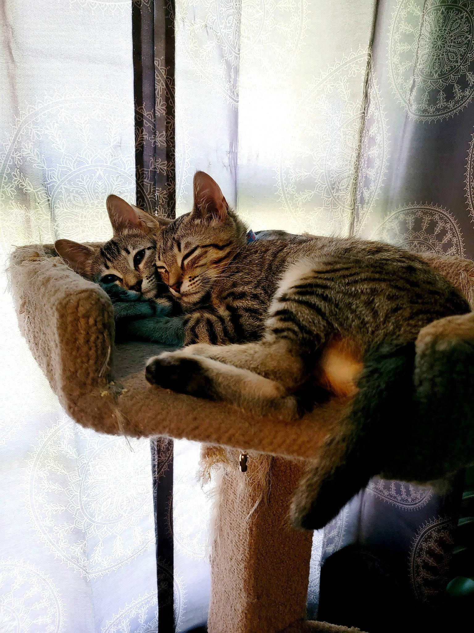 Zuko And Ahsoka joined the competition — help win amazing prizes! carnivore, cat, cat_supply, comfort, domestic_short_haired_cat, door, felidae, fur, mammal, sitting, small_to_medium_sized_cats, snout, tail, terrestrial_animal, vertebrate, whiskers, wildlife, window, wood