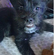 Bella is registered to the contest to win money with this photo: adorable, animal, black_fur, close_up, cute, dog, expression, face, fur, indoor, looking_at_camera, lying_down, pet, playful, puppy, small, snout, toy, whiskers, young_dog
