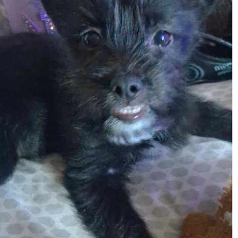 Bella