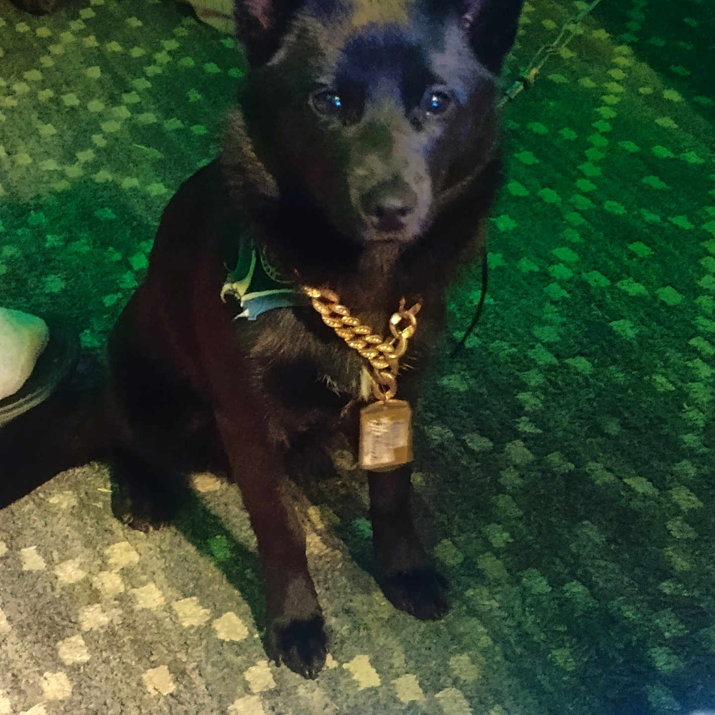 Bookie joined the competition — help win amazing prizes! accessories, animal, canine, cat, collar, cross, dog, germanshepherd, husky, jewelry, labradorretriever, leash, necklace, pendant, pet, policedog, puppy, sphere, strap, symbol