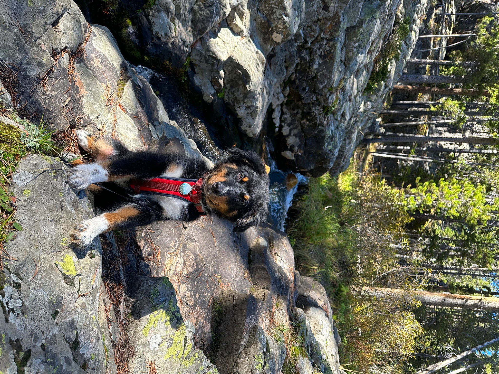 Keno joined the competition — help win amazing prizes! adventure, bedrock, climbing, climbing_harness, dog, formation, jungle, landscape, leisure, outcrop, plant, recreation, rock, rock_climbing_equipment, soil, sport_climbing, trail, tree, trunk, wood