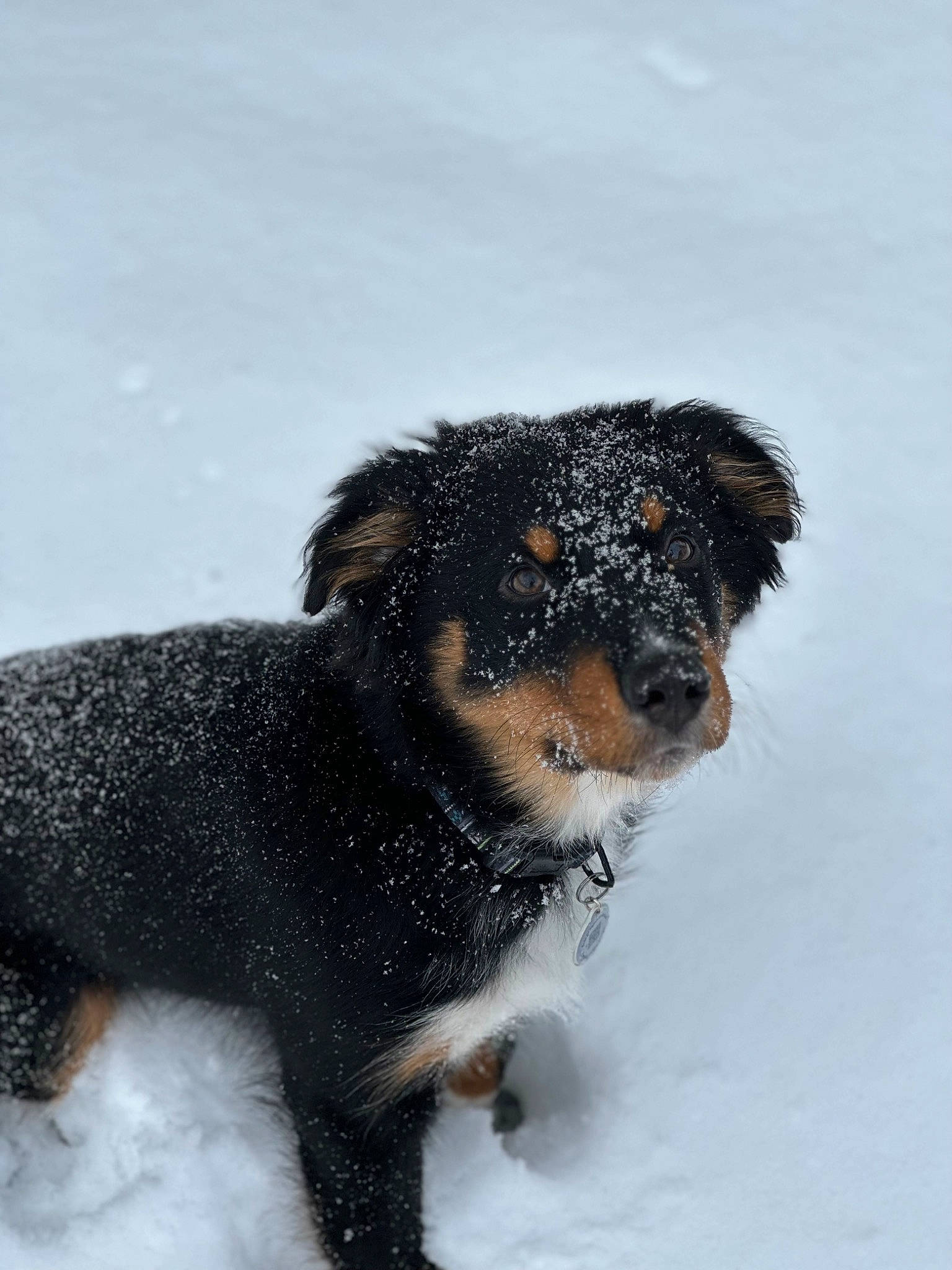 Keno is registered to the contest to win money with this photo: bernese_mountain_dog, canidae, carnivore, companion_dog, dog, dog_breed, foam, freezing, fur, guard_dog, puppy, snout, snow, sporting_group, tail, terrestrial_animal, terrier, winter, working_animal, working_dog
