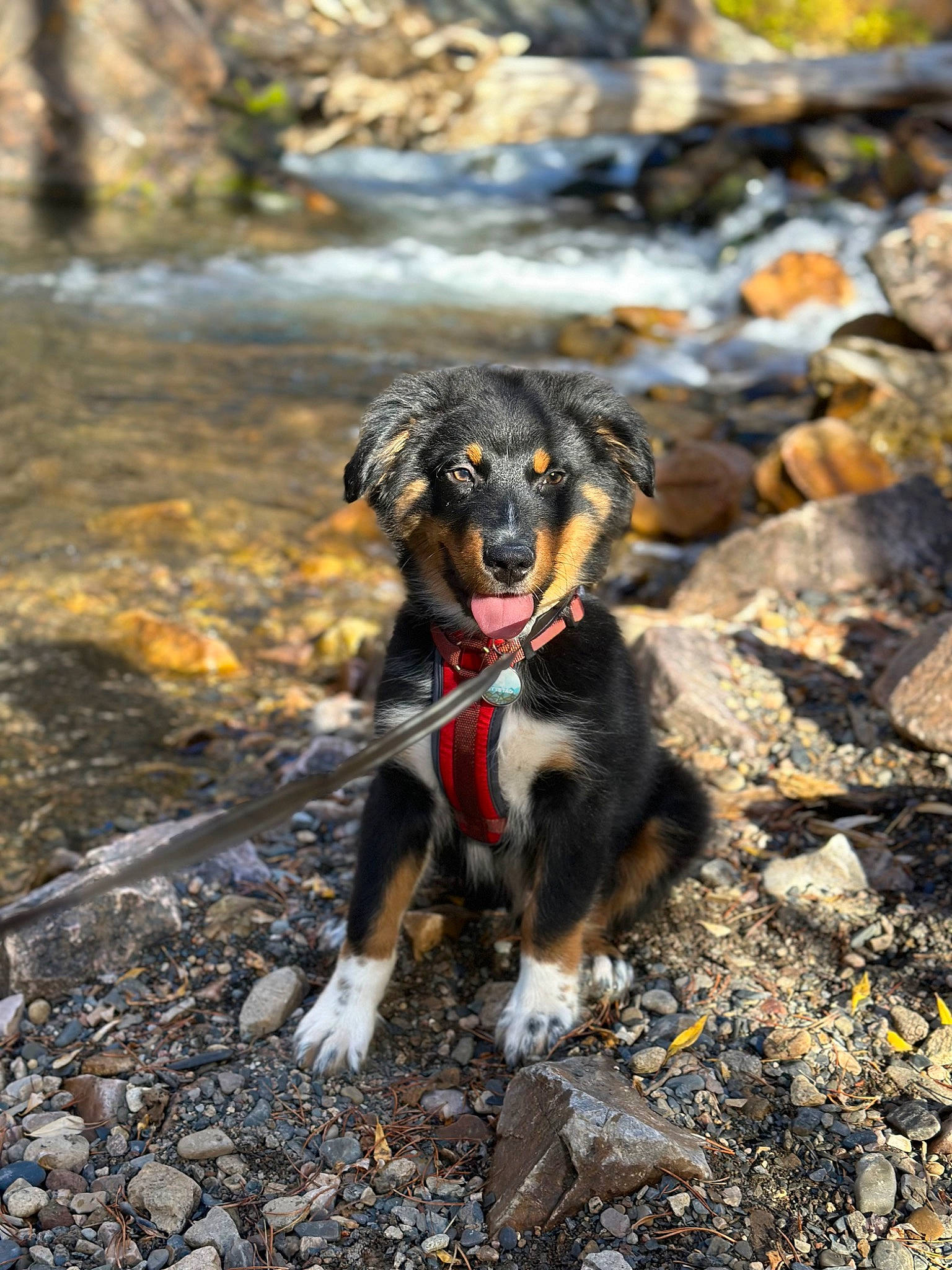 Keno is registered to the contest to win money with this photo: autumn, carnivore, collar, companion_dog, dog, dog_breed, fur, leash, plant, rock, snout, soil, sporting_group, sunlight, tail, terrestrial_animal, tracking_trial, water, working_animal, working_dog