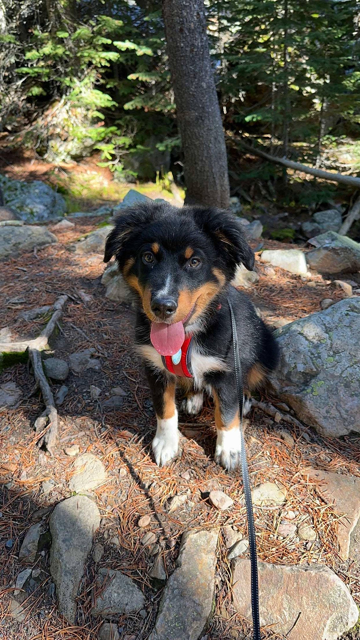 Keno is registered to the contest to win money with this photo: bernese_mountain_dog, canidae, carnivore, companion_dog, dog, dog_breed, forest, herding_dog, hunting_dog, plant, soil, sporting_group, tail, terrestrial_animal, tree, working_animal, working_dog