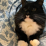 Cowboy is registered to the contest to win money with this photo: cat, tuxedo_cat, black_and_white, whiskers, paws, pet, animal, feline, indoor, play_tunnel, patterned_fabric, curious, close_up, cute, fur, portrait, mammal, relaxed, home, domestic_cat