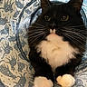 cat, tuxedo_cat, black_and_white, whiskers, paws, pet, animal, feline, indoor, play_tunnel, patterned_fabric, curious, close_up, cute, fur, portrait, mammal, relaxed, home, domestic_cat