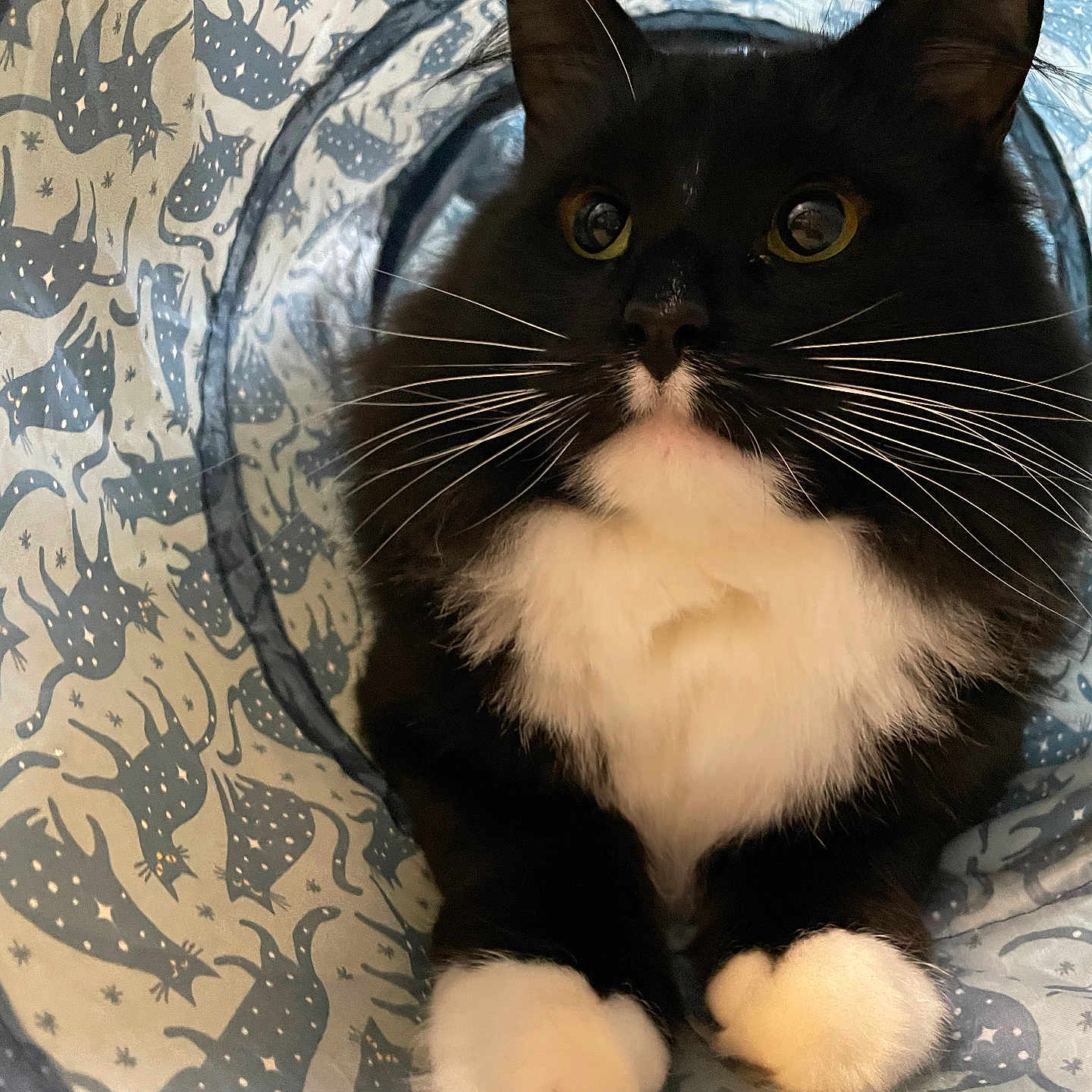 Cowboy is registered to the contest to win money with this photo: cat, tuxedo_cat, black_and_white, whiskers, paws, pet, animal, feline, indoor, play_tunnel, patterned_fabric, curious, close_up, cute, fur, portrait, mammal, relaxed, home, domestic_cat