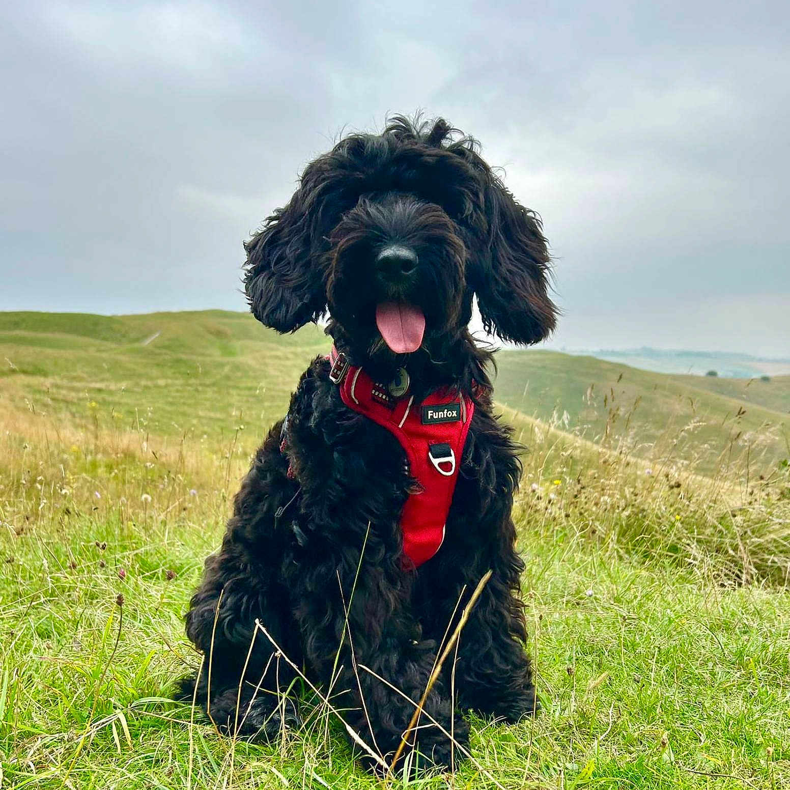 Jeffy is registered to the contest to win money with this photo: animal, canine, cockerspaniel, dog, field, grass, grassland, horizon, lady, nature, outdoors, person, pet, plant, poodle, puppy, sky, slope, terrier, vegetation