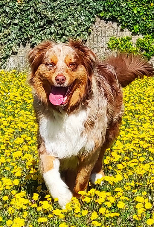 Cuzco participe au concours pour gagner de l'argent avec cette photo : canidae, carnivore, companion_dog, dog, dog_breed, flower, grass, groundcover, happy, herding_dog, liver, people_in_nature, plant, smile, snout, sporting_group, terrestrial_animal, water_dog, whiskers, yawn