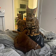 Saige is registered to the contest to win money with this photo: cat, dog, bed, blanket, indoor, pet, animal, feline, canine, fur, resting, cozy, domestic, kitchen, home, curtains, comfort, friendship, relaxation, companion