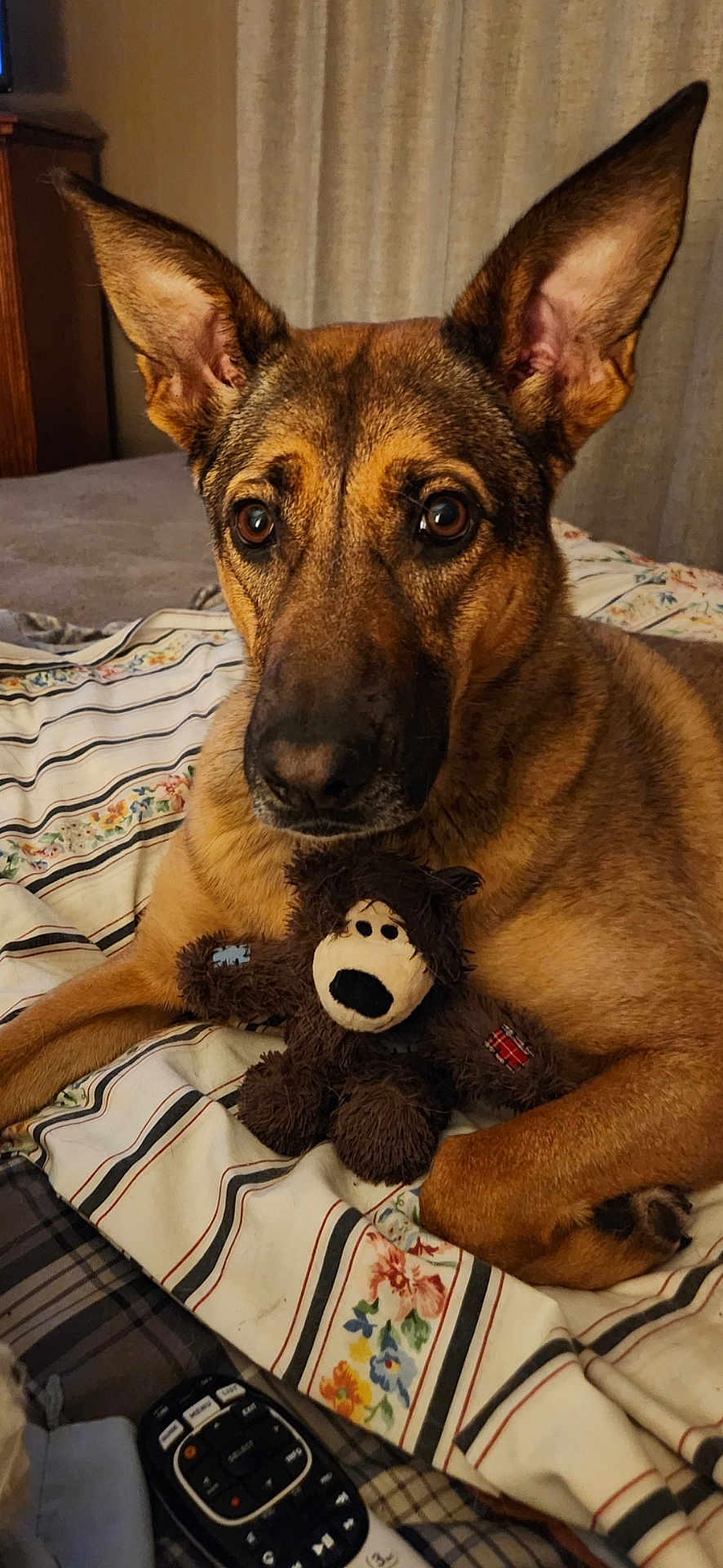 Sarabi joined the competition — help win amazing prizes! animal, bed, bedspread, brown_fur, canine, closeup, comfort, dog, domestic, ears, floral_pattern, indoor, pet, plush_toy, relaxed, remote_control, resting, striped_pattern, stuffed_toy, toy