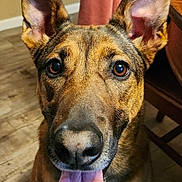 Sarabi is registered to the contest to win money with this photo: animal, brown_fur, canine, close_up, companion, cute, dog, domestic_animal, ears, floor, friendly, happy, household, indoor, looking_at_camera, mammal, pet, portrait, tongue_out, wooden_floor